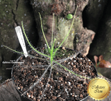 Rainbow Plant:  Byblis Liniflora for sale | Buy carnivorous plants and seeds online @ South Africa's leading online plant nursery, Cultivo Carnivores