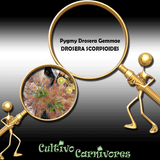 PYGMY DROSERA GEMMAE: Drosera Scorpioides for sale | Buy carnivorous plants and seeds online @ South Africa's leading online plant nursery, Cultivo Carnivores
