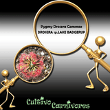 PYGMY DROSERA GEMMAE: Drosera sp. Lake Badgerup for sale | Buy carnivorous plants and seeds online @ South Africa's leading online plant nursery, Cultivo Carnivores