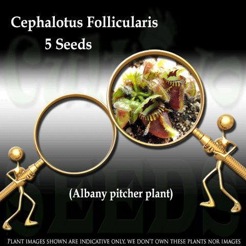 SEEDS: Albany Pitcher Plant > Cephalotus Follicularis TYPICAL for sale | Buy carnivorous plants and seeds online @ South Africa's leading online plant nursery, Cultivo Carnivores
