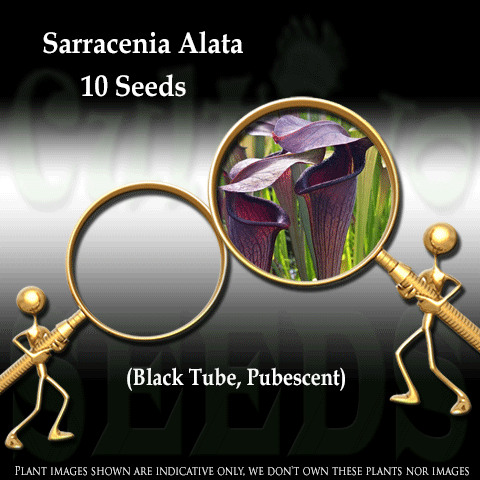SEEDS: Trumpet Pitcher > Sarracenia Alata. Black Tube, Pubescent. Loc DeSoto, NF for sale | Buy carnivorous plants and seeds online @ South Africa's leading online plant nursery, Cultivo Carnivores