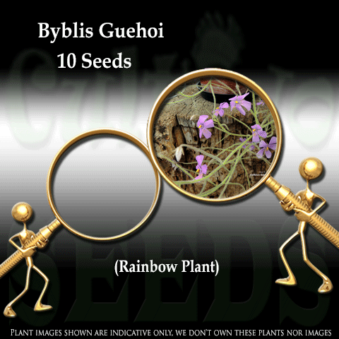 SEEDS: Rainbow Plant > Byblis Guehoi for sale | Buy carnivorous plants and seeds online @ South Africa's leading online plant nursery, Cultivo Carnivores