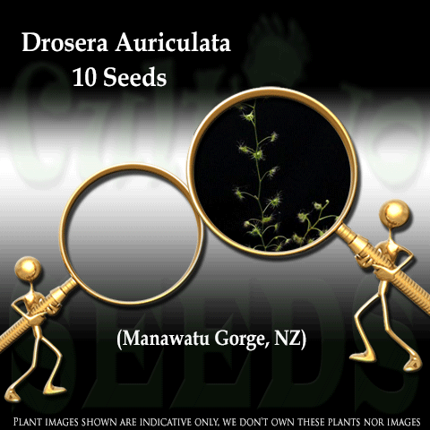 SEEDS: Sundew > Drosera Auriculata loc Manawatu Gorge for sale | Buy carnivorous plants and seeds online @ South Africa's leading online plant nursery, Cultivo Carnivores