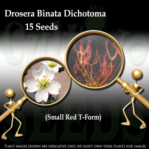 SEEDS: Sundew > Drosera Binata var Dichotoma, Small Red T-Form for sale | Buy carnivorous plants and seeds online @ South Africa's leading online plant nursery, Cultivo Carnivores
