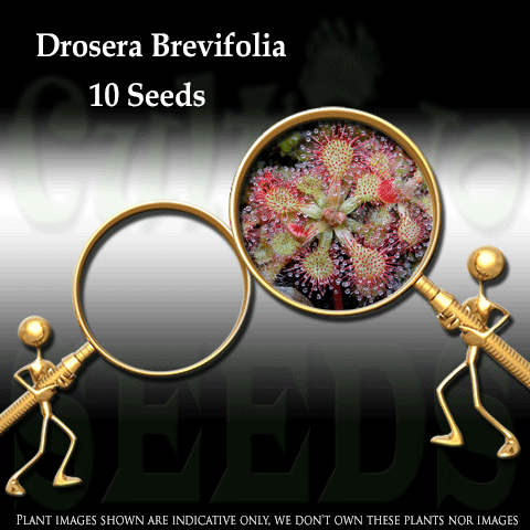 Seeds - Drosera Brevifolia for sale | Buy carnivorous plants and seeds online @ South Africa's leading online plant nursery, Cultivo Carnivores