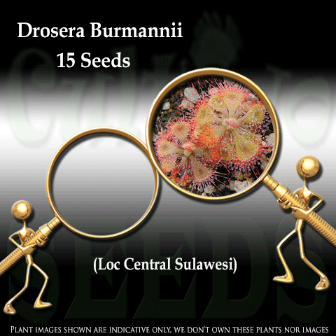 SEEDS: Sundew > Drosera Burmannii loc Central Sulawesi for sale | Buy carnivorous plants and seeds online @ South Africa's leading online plant nursery, Cultivo Carnivores