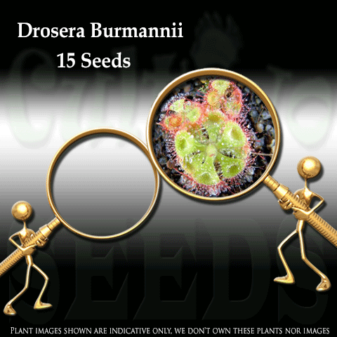 SEEDS: Sundew > Drosera Burmannii Typical for sale | Buy carnivorous plants and seeds online @ South Africa's leading online plant nursery, Cultivo Carnivores