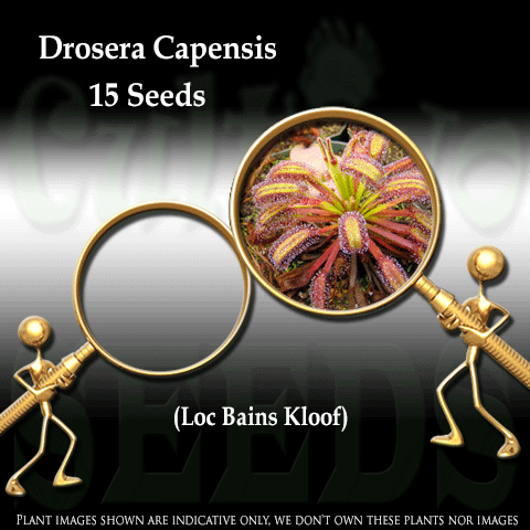SEEDS: Sundew > Drosera Capensis loc Bains kloof for sale | Buy carnivorous plants and seeds online @ South Africa's leading online plant nursery, Cultivo Carnivores
