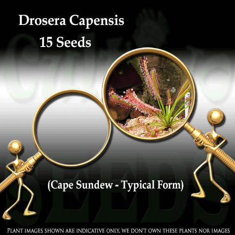 SEEDS: Sundew > Drosera Capensis Typical form for sale | Buy carnivorous plants and seeds online @ South Africa's leading online plant nursery, Cultivo Carnivores