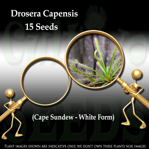 SEEDS: Sundew > Drosera Capensis var alba for sale | Buy carnivorous plants and seeds online @ South Africa's leading online plant nursery, Cultivo Carnivores