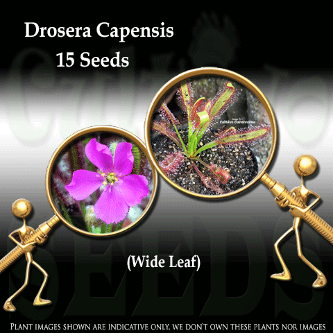 SEEDS: Sundew > Drosera Capensis Wide Leaf for sale | Buy carnivorous plants and seeds online @ South Africa's leading online plant nursery, Cultivo Carnivores