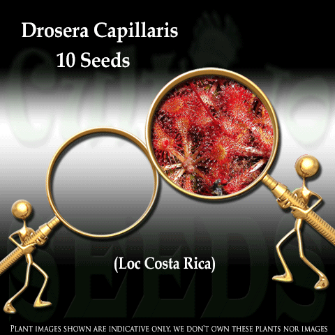 Seeds - Drosera Capillaris (Costa Rica) for sale | Buy carnivorous plants and seeds online @ South Africa's leading online plant nursery, Cultivo Carnivores