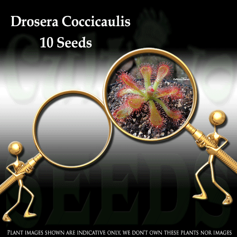 Seeds - Drosera Coccicaulis for sale | Buy carnivorous plants and seeds online @ South Africa's leading online plant nursery, Cultivo Carnivores