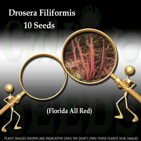 Seeds - Drosera Filiformis (Florida Red) for sale | Buy carnivorous plants and seeds online @ South Africa's leading online plant nursery, Cultivo Carnivores