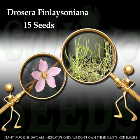SEEDS: Sundew > Drosera Finlaysoniana (Drosera Indica Complex) for sale | Buy carnivorous plants and seeds online @ South Africa's leading online plant nursery, Cultivo Carnivores