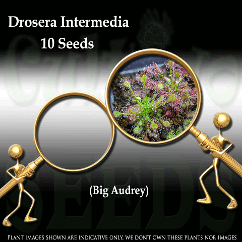 Seeds - Drosera Intermedia (Big Audrey) for sale | Buy carnivorous plants and seeds online @ South Africa's leading online plant nursery, Cultivo Carnivores