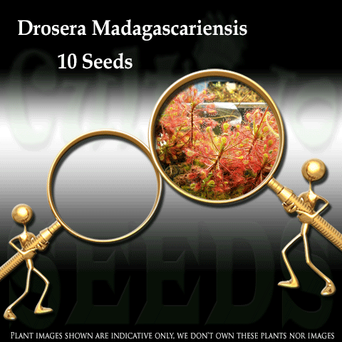 SEEDS: Sundew > Drosera Madagascariensis for sale | Buy carnivorous plants and seeds online @ South Africa's leading online plant nursery, Cultivo Carnivores