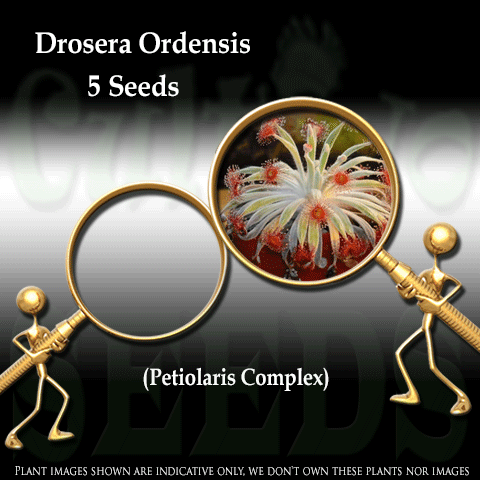 RARE! SEEDS: Sundew > Drosera Ordensis (Petiolaris Complex)