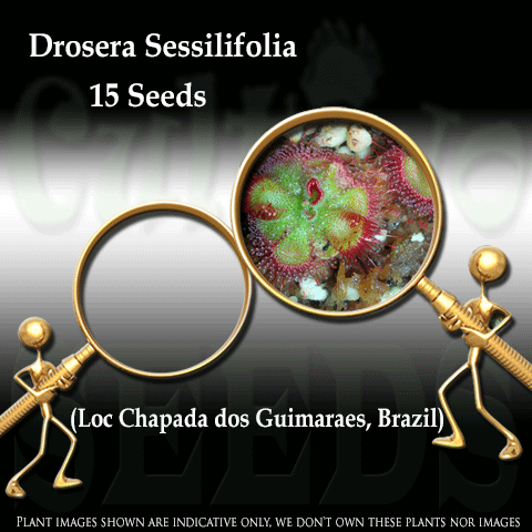 SEEDS: Sundew > Drosera Sessilifolia loc Chapada dos Guimaraes, Brazil for sale | Buy carnivorous plants and seeds online @ South Africa's leading online plant nursery, Cultivo Carnivores