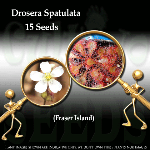 SEEDS: Sundew > Drosera Spatulata loc Fraser Island for sale | Buy carnivorous plants and seeds online @ South Africa's leading online plant nursery, Cultivo Carnivores