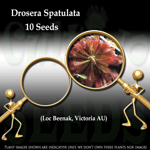 Seeds - Drosera Spatulata loc Beenak, Victoria AU for sale | Buy carnivorous plants and seeds online @ South Africa's leading online plant nursery, Cultivo Carnivores