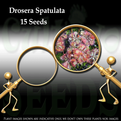 SEEDS: Sundew > Drosera Spatulata (Pink Flower) for sale | Buy carnivorous plants and seeds online @ South Africa's leading online plant nursery, Cultivo Carnivores