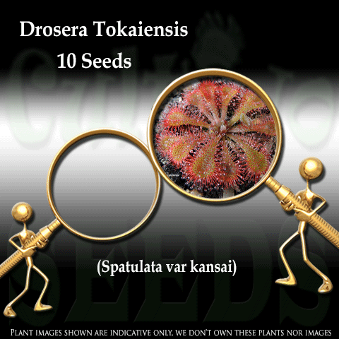 Seeds - Drosera Tokaiensis (Drosera Spatulata var Kansai) for sale | Buy carnivorous plants and seeds online @ South Africa's leading online plant nursery, Cultivo Carnivores