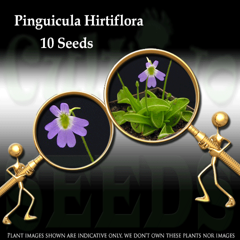 Seeds - Pinguicula Hirtiflora for sale | Buy carnivorous plants and seeds online @ South Africa's leading online plant nursery, Cultivo Carnivores