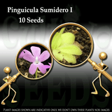 Seeds - Pinguicula Sumidero I for sale | Buy carnivorous plants and seeds online @ South Africa's leading online plant nursery, Cultivo Carnivores
