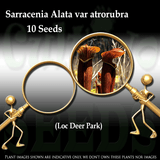 Seeds - Sarracenia Alata var atrorubra (red tube) - Deer Park for sale | Buy carnivorous plants and seeds online @ South Africa's leading online plant nursery, Cultivo Carnivores