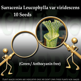 SEEDS: Trumpet Pitcher > Sarracenia Leucophylla f. viridescens (Green / Anthocyanin free) for sale | Buy carnivorous plants and seeds online @ South Africa's leading online plant nursery, Cultivo Carnivores