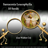 Seeds - Sarracenia Leucophylla (Walton Co) for sale | Buy carnivorous plants and seeds online @ South Africa's leading online plant nursery, Cultivo Carnivores