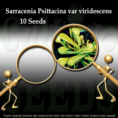 Seeds - Sarracenia Psittacina var. viridescens for sale | Buy carnivorous plants and seeds online @ South Africa's leading online plant nursery, Cultivo Carnivores