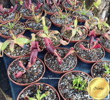 Carnivorous plants for beginners for sale * Buy online @ Cultivo Carnivores South Africa