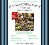Carnivorous plants for beginners for sale * Buy online @ Cultivo Carnivores South Africa