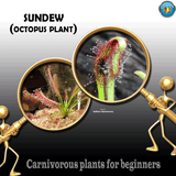 CARNIVOROUS PLANTS FOR BEGINNERS RANGE 💎 Cape Sundew (Octopus plant) 🪴 Potted