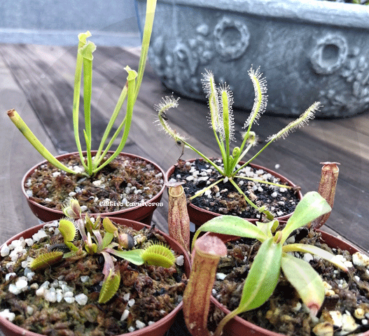 Carnivorous plants for beginners for sale * Buy online @ Cultivo Carnivores South Africa