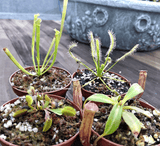 Carnivorous plants for beginners for sale * Buy online @ Cultivo Carnivores South Africa