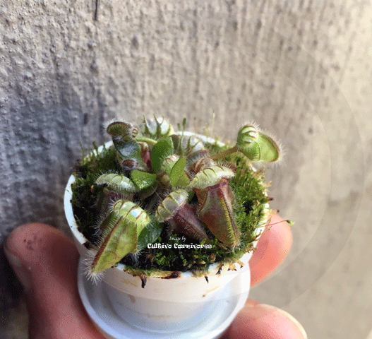 RARE!! ALBANY PITCHERS for sale * Cephalotus Follicularis ex Best Carnivorous Plants