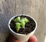 BUG-MUNCHING MINI's for advanced growers: SINGLES per species 💎 Cultivo Exclusive