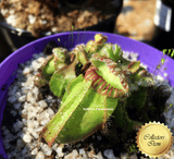 RARE! ALBANY PITCHER PLANT:  Diflora’s giant * Cephalotus Follicularis Big boy x Coal mine beach > Exact plant pictured