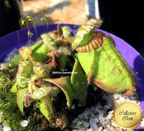 RARE! ALBANY PITCHER PLANT:  Diflora’s giant * Cephalotus Follicularis Big boy x Coal mine beach > Exact plant pictured