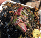 RARE! ALBANY PITCHER PLANT:  Diflora’s giant * Cephalotus Follicularis Big boy x Coal mine beach > Exact plant pictured