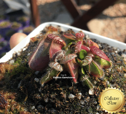 RARE! ALBANY PITCHER PLANT:  Diflora’s giant * Cephalotus Follicularis Big boy x Coal mine beach > Exact plant pictured