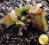 ALBANY PITCHER PLANT: Cephalotus Follicularis for sale | Buy carnivorous plants and seeds online @ South Africa's leading online plant nursery, Cultivo Carnivores
