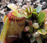ALBANY PITCHER PLANT: Cephalotus Follicularis for sale | Buy carnivorous plants and seeds online @ South Africa's leading online plant nursery, Cultivo Carnivores