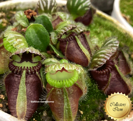 ALBANY PITCHER PLANT: Cephalotus Follicularis for sale | Buy carnivorous plants and seeds online @ South Africa's leading online plant nursery, Cultivo Carnivores