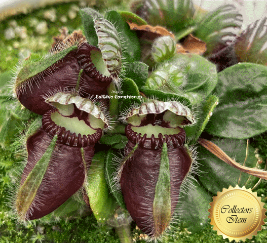 ALBANY PITCHER PLANT: Cephalotus Follicularis for sale | Buy carnivorous plants and seeds online @ South Africa's leading online plant nursery, Cultivo Carnivores