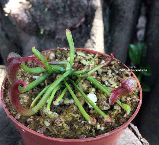 COBRA PLANT:  Darlingtonia Californica loc Lone Mountain Road for sale | Buy carnivorous plants and seeds online @ South Africa's leading online plant nursery, Cultivo Carnivores