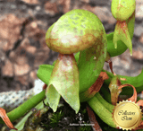 COBRA PLANT:  Darlingtonia Californica loc Lone Mountain Road for sale | Buy carnivorous plants and seeds online @ South Africa's leading online plant nursery, Cultivo Carnivores